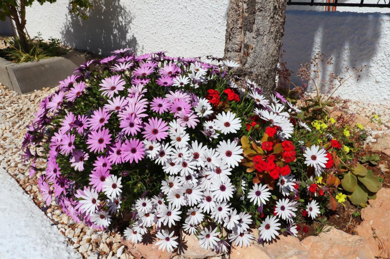 Apartment Oleza Sun Playa Flamenca